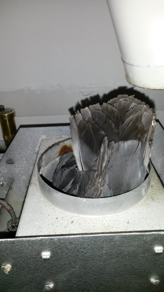 Taube in Gastherme Vitopend 200