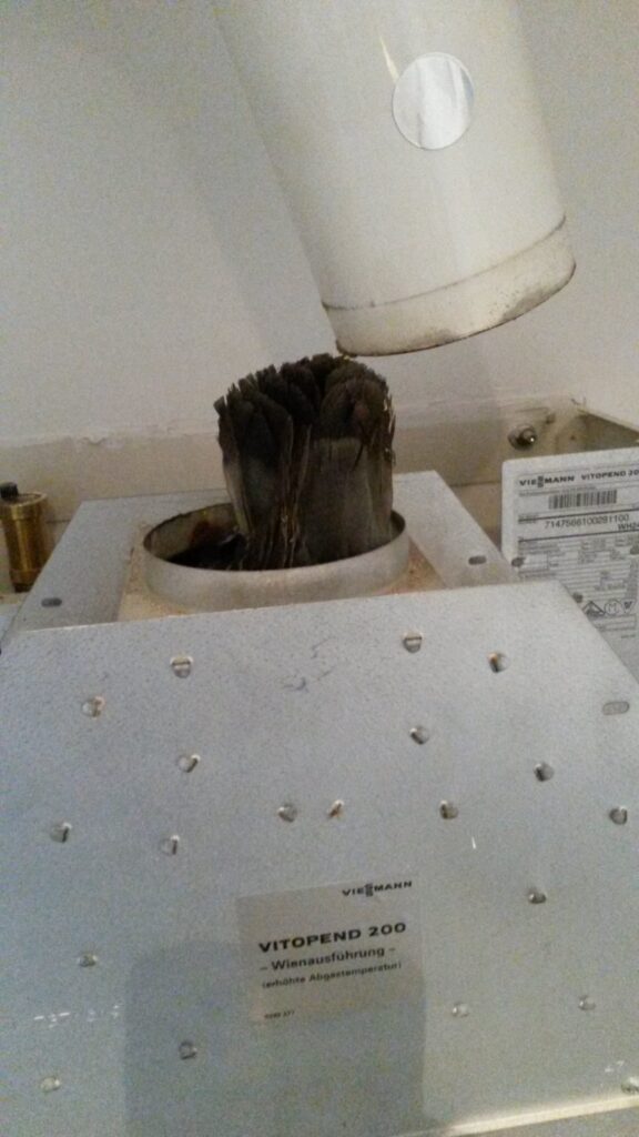 Taube in der Strömungssicherung